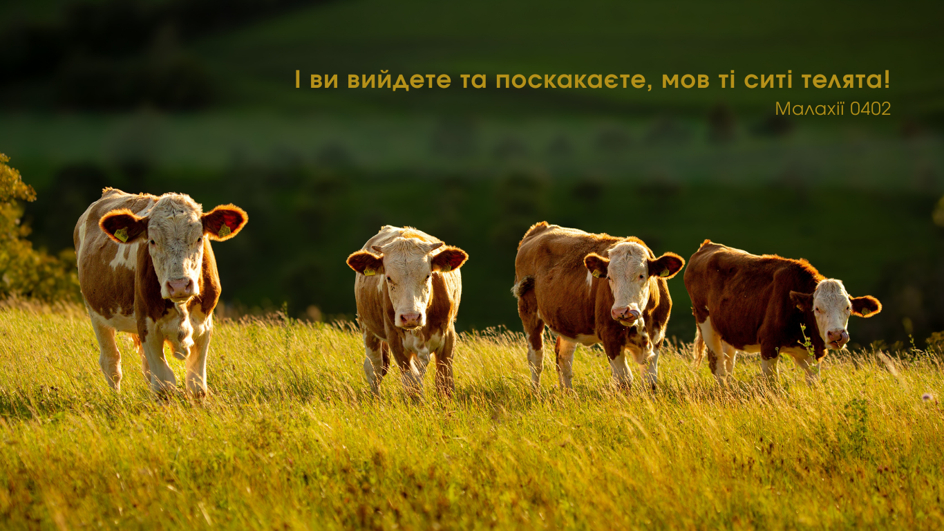 33/365 ЗРОСТАЙТЕ